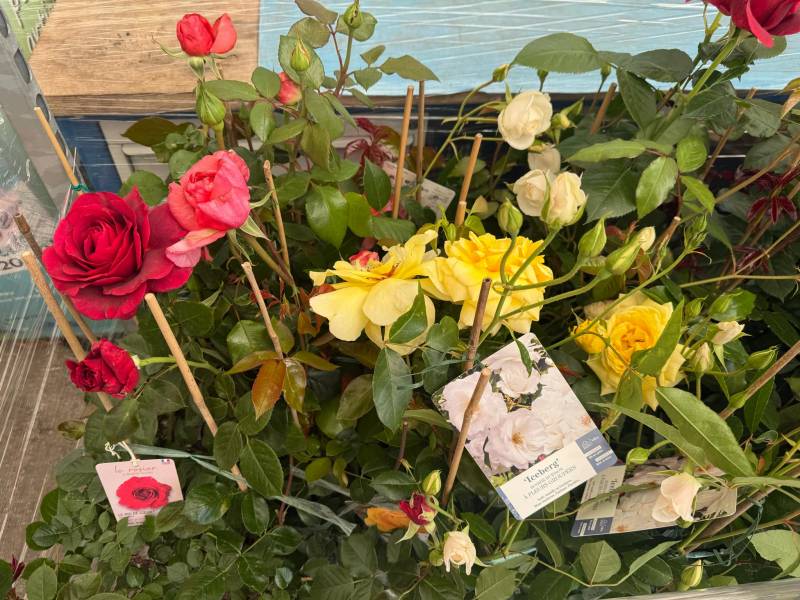 Rosiers grimpants varois – Coopérative Agricole Sopavar Six-Fours