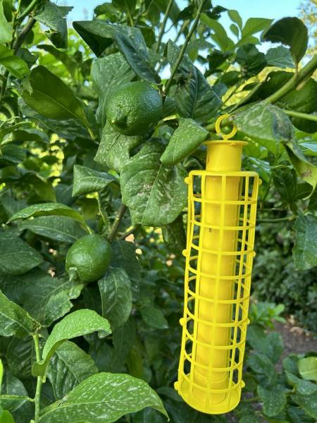 Pièges englués Medfly dans votre jardinerie coopérative agricole SOPAVAR à Six Fours et à Sanary près de Toulon dans le Var
