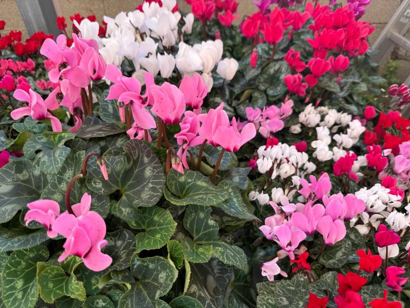 Magnifiques cyclamens pour la Toussaint dans vos jardineries coopératives agricoles à Sanary et à Six Fours dans le Var