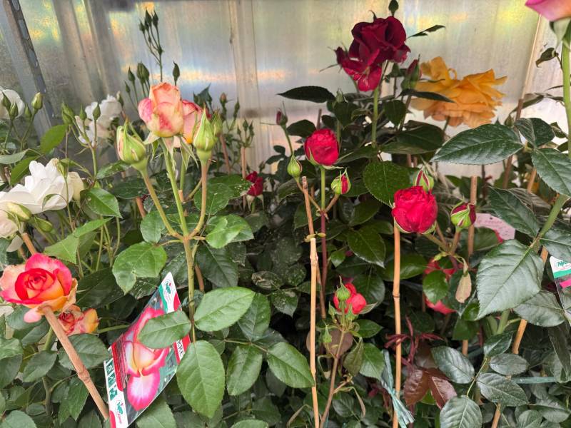Promo rosiers buissons – Jardinerie Sopavar près de Toulon