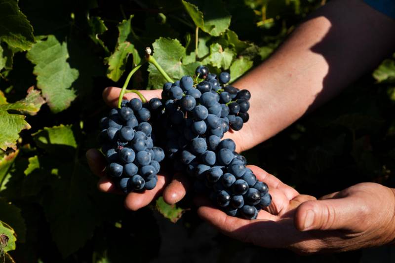 Grappe de raison en agriculture raisonnée du Domaine Rocher des Dames dans votre cave à vin de vos coopératives agricoles Sopavar de Sanary et de Six Fours près de Toulon dans le Var