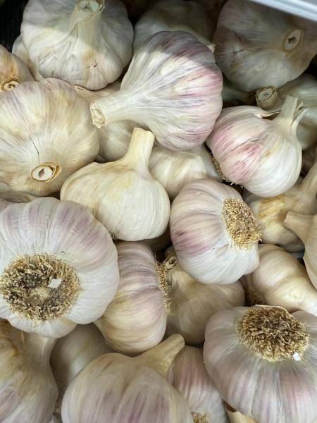 Ail rose, violet, blanc certifiés (IGP, AOP) – Sanary-Six-Fours