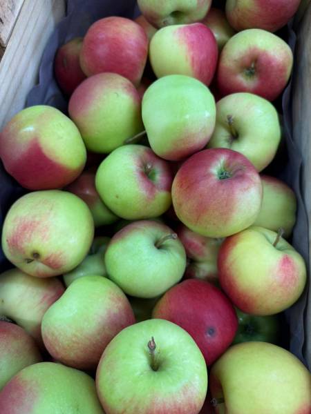 Pommes bio fraîches issues de vergers français à découvrir à Sanary-sur-Mer