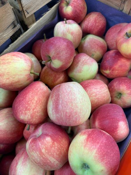 Magasin de fruits et légumes bio locaux à prix coopératif dans le Var – SOPAVAR