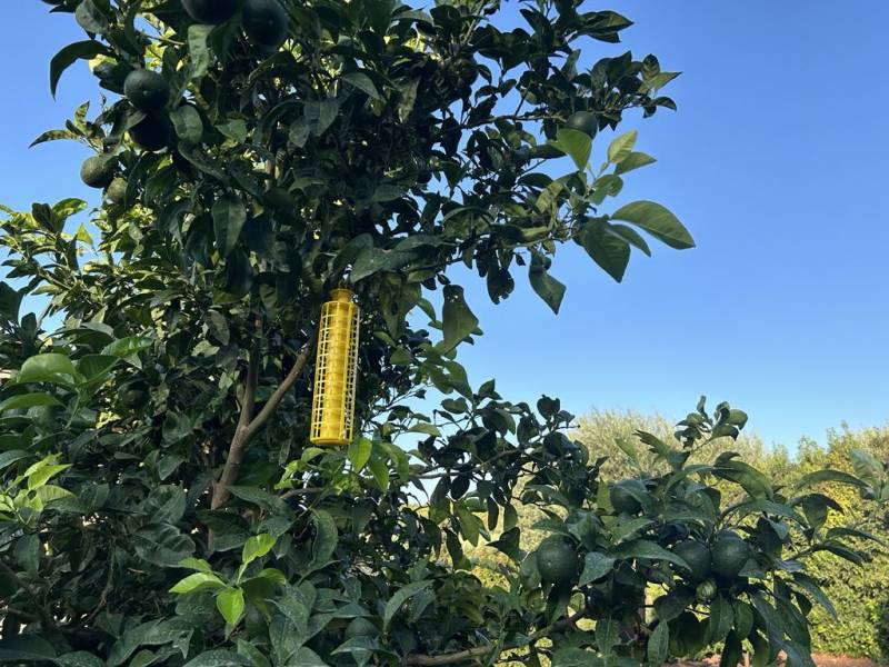 Piège contre la mouche méditerranéenne des fruits dans vos coopératives agricoles Sopavar à Sanary et à Six Fours près de Toulon dans le Var