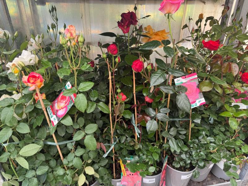 Vente de rosiers buissons et grimpants à prix promo chez Sopavar Var