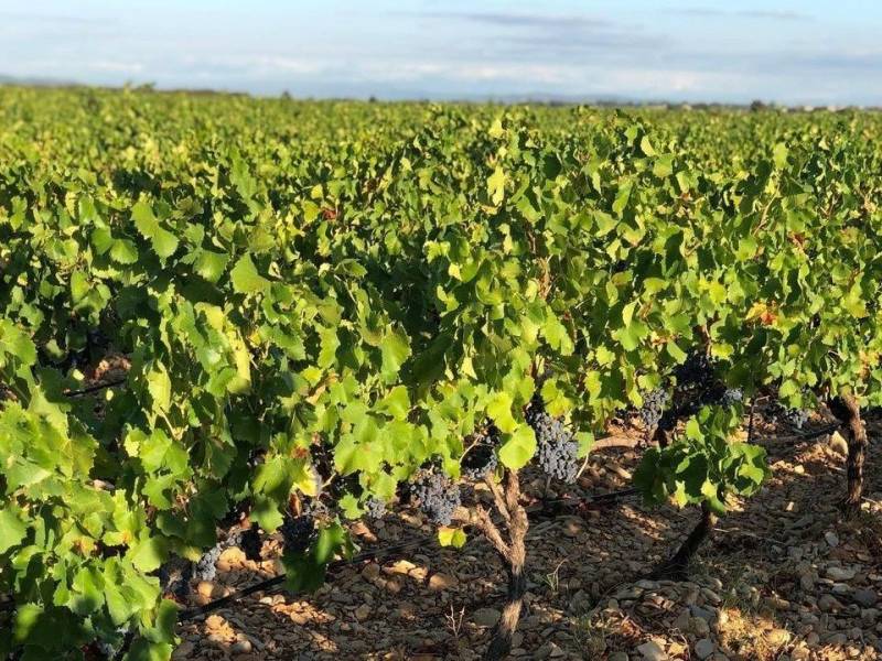 Grand domaine Gigondas, vin rouge de qualité supérieure à prix promo dans vos jardineries Sopavar à Sanary et à Six Fours près de Toulon dans le Var