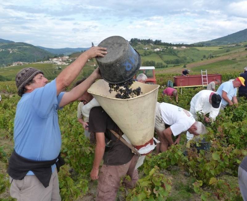 Vendanges pour récoltare le Beaujolais à Villié Morgon, en vente toute l'année dans votre coopérative agricole Sopavar à Sanary et à Six Fours près de Toulon dans le Var