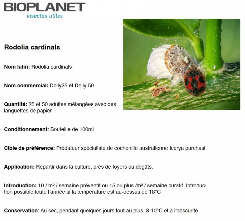 Fiche technique de la coccinelle Rodolia cardinali en vente dans vos coopératives à Six fours et à Sanary près de Toulon