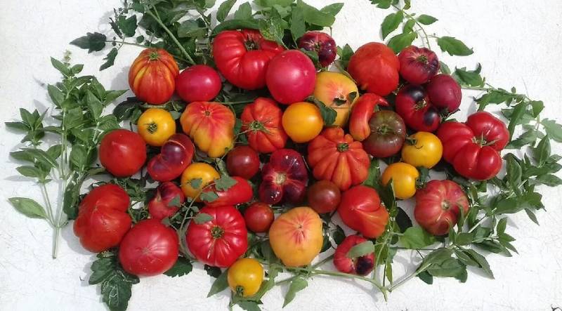 Agriculteur Maraîcher Primeur à La Seyne dans le Var CONSENZA Anthony