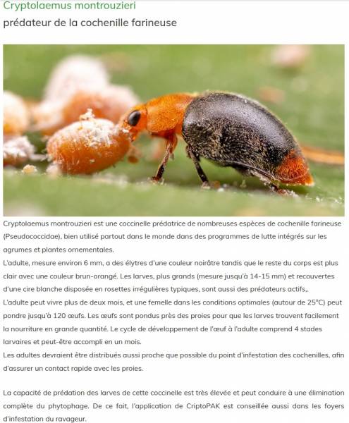 Coccinelle Cryptolaemus montrouzieri prédateur de la cochenille farineuse des agrumes et des plantes ornementales