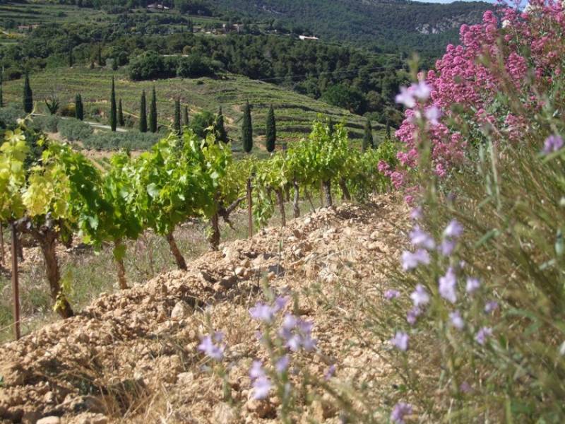 AOC Beaumes de Venise Vin de la vallée du Rhône blanc et rouge de qualité moins cher dans vos jardineries Sopavar à Six Fours et à sanary près de Toulon dans le Var