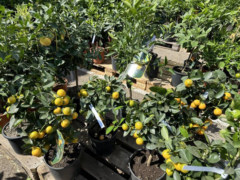 Citronnier 4 saisons Caviar Carrubaro Panaché Capuccio Combava d'Amalfi de Syracuse doux Meyer Rose Vert et Yuzu dans votre jardinerie Sopavar à Sanary et à Six Fours près de Toulon dans le Var