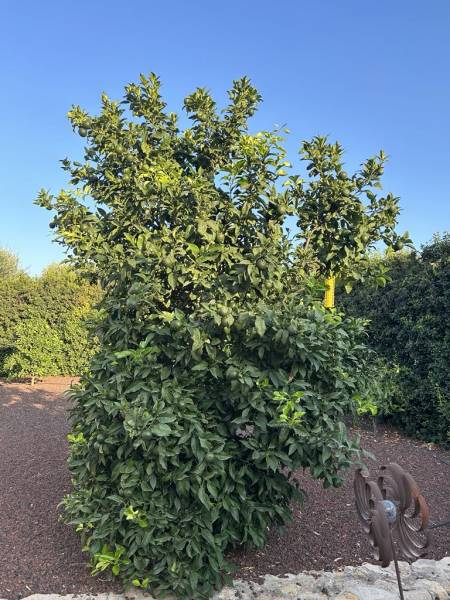 Solutions alternatives contre la mouche méditerranéenne moins cher dans votre jardinerie Sopavar à Sanary et à Six Fours près de Toulon dans le Var