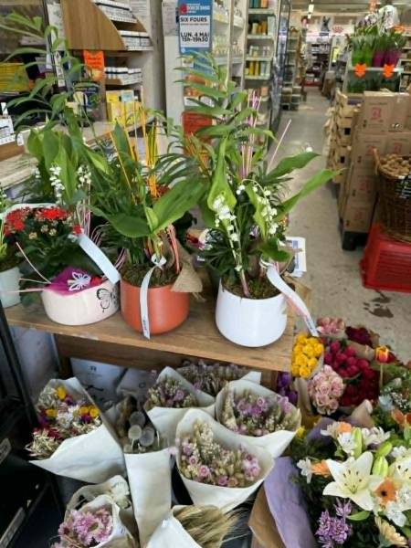 Muguet frais et plantes de saison 1er mai à Sanary et Six Fours près de Toulon – SOPAVAR ouvert 9h 12h30 14h 19h