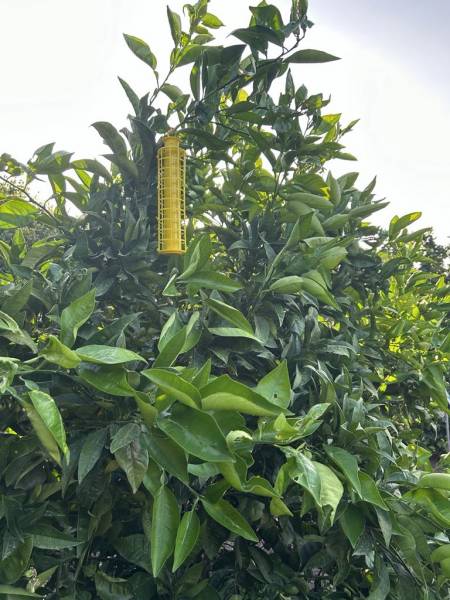 Piège contre la mouche méditerranéenne des agrumes dans votre jardinerie coopératives agricoles Sopavar à Sanary et à Six Fours près de Toulon dans le Var
