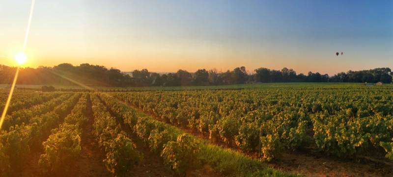 Domaine viticole du Beaujolais à Villié Morgon près de macon, en vente direct producteur dans votre jardinerie Sopavar