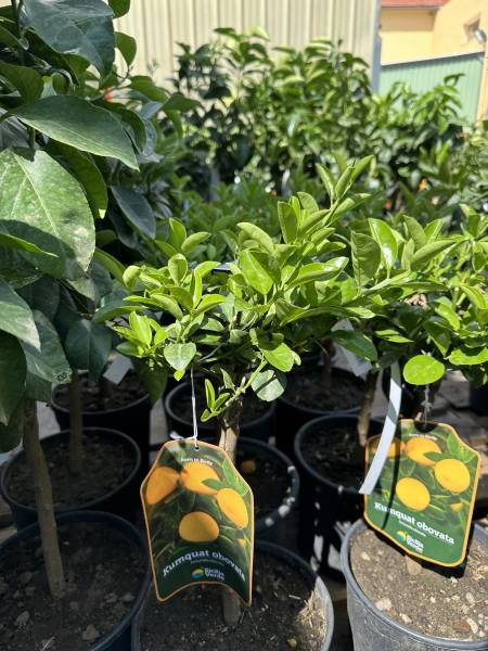 Citronnier en promo dans votre jardinerie coopérative agricole SOPAVAR à Six Fours et à Sanary proche de Ollioules Evenos Le Revest près de Toulon dans le Var