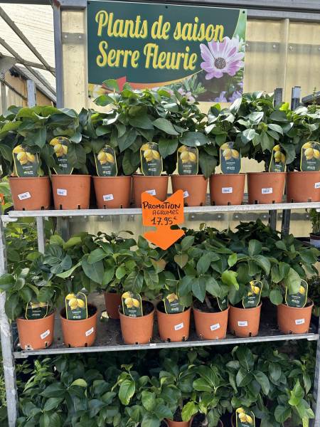 Agrumes en promo dans votre jardinerie à Sanary et à Six Fours près de Toulon dans le Var