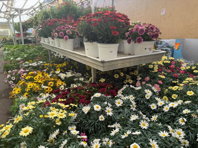 Rosiers grimpants en pot – Disponible chez Sopavar Sanary et Six-Fours