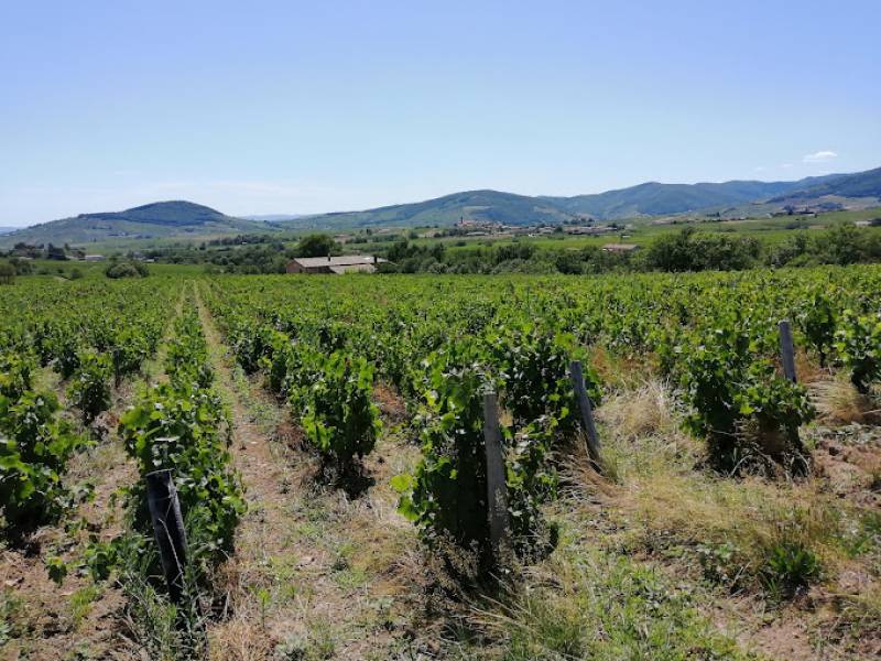 Domaine LATHEVALLE Héritiers de Saint-Geny dans votre jardinerie coopératives agricoles Sopavar à Sanary et à Six Fours près de Toulon dans le Var