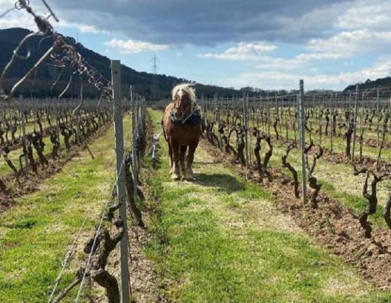Les Mesclances Côte de Provence BIO dans votre coopérative agricole près des centres-villes de Sanary et de Six Fours près de Toulon dans le Var
