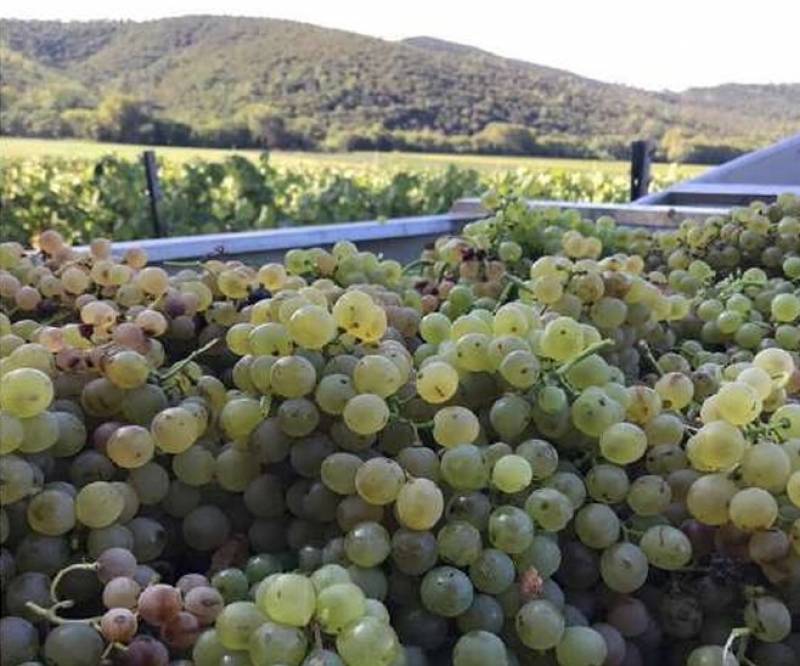 Les Mesclances BIO IGP Var dans votre coopérative agricole Sopavar à Sanary et à Six Fours près de Toulon dans le Var