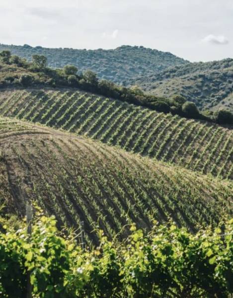 Bouteille de vin BIO Domaine Novella à prix promo à Sopavar près de Toulon