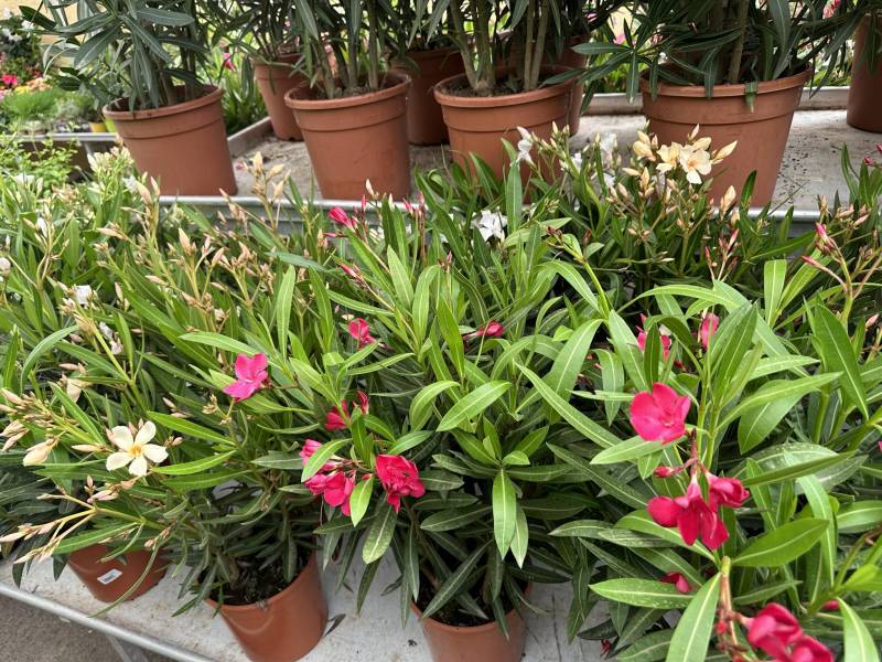 Oranger Clementinier Mandarinier en Promo dans votre jardinerie coopérative agricole SOPAVAR à Six Fours et à Sanary près de Toulon dans le Var