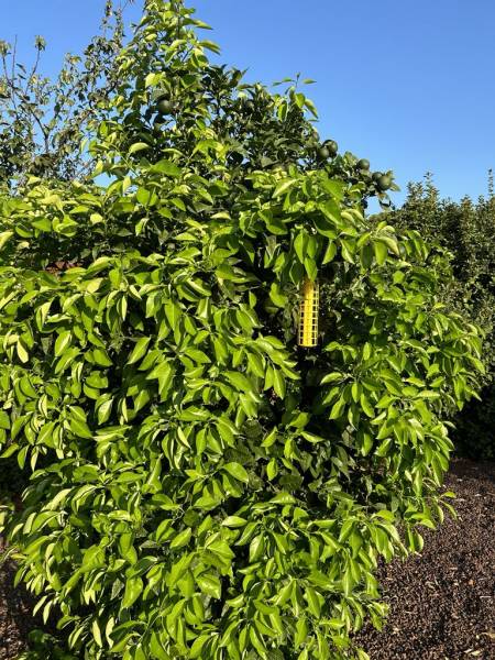 Pièges écologiques contre les mouches dans votre coopérative agricole près des centres-villes de Sanary et de Six Fours près de Toulon dans le Var