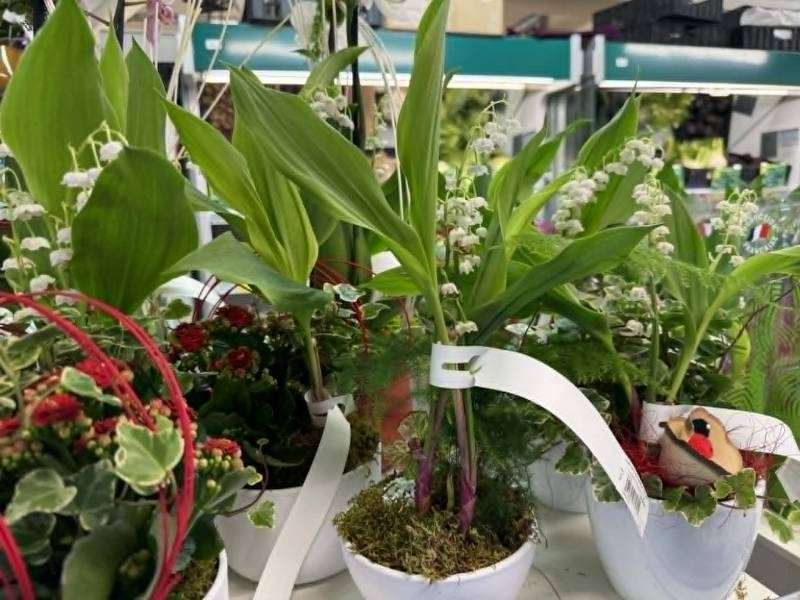 Où trouver du muguet le 1er mai dans le Var ouvert – SOPAVAR Sanary et Six Fours prix bas et grand choix