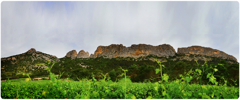 Domaine Saint Roch en Vaucluse produisant le Vacqueyras en vente dans votre jardinerie coopérative agricole à Sanary et à Six Fours près de Toulon dans le Vare