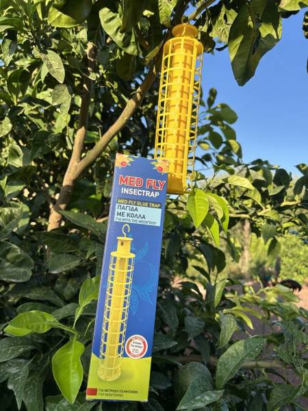 Lutte contre la mouche méditerranéenne des agrumes votre coopérative agricole près des centres-villes de Sanary et de Six Fours près de Toulon dans le Var