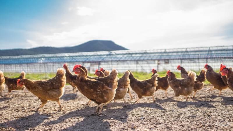 Oeufs BIO plein air n°0 à découvrir dans vos coopératives agricoles Sopavar à Sanary et à Six Fours près de Toulon dans le Var