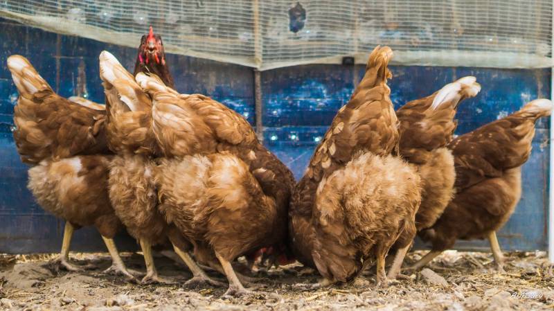 Oeufs BIO plein air ECOCERT dans nos 2 magasins dans votre coopérative agricole près des centres-villes de Sanary et de Six Fours près de Toulon dans le Var