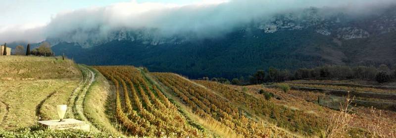 Château Val D’Arenc Magnifique domaine BIO AOC Bandol au Beausset Vieux face au Gros Cerveau Vin BIO Bandol à découvrir dans vos coopératives agricoles Sopavar à Sanary et à Six Fours près de Toulon dans le Var