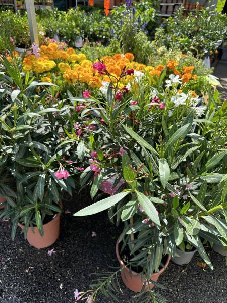 Laurier rose en promo dans votre jardinerie coopérative agricole SOPAVAR à Six Fours et à Sanary près de Toulon dans le Var