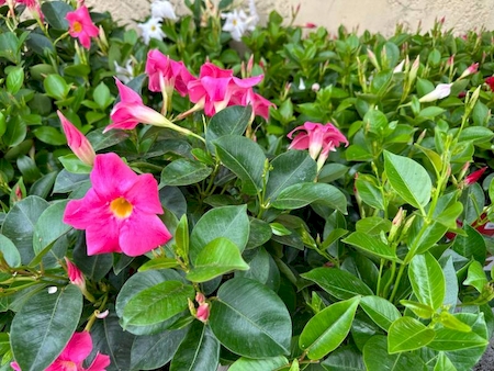 Nos prestations sur le secteur de Toulon Ouest Le Revest