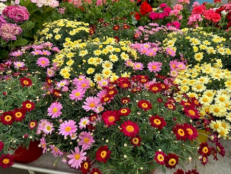 Notre zone d'activité pour ce service Vente de plantes en circuit court à