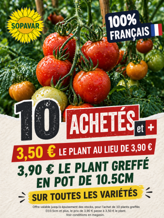 Plants de tomates greffés pas chers à Toulon Var : promo 3,50€ dès 10 plants chez SOPAVAR Sanary Six-Fours
